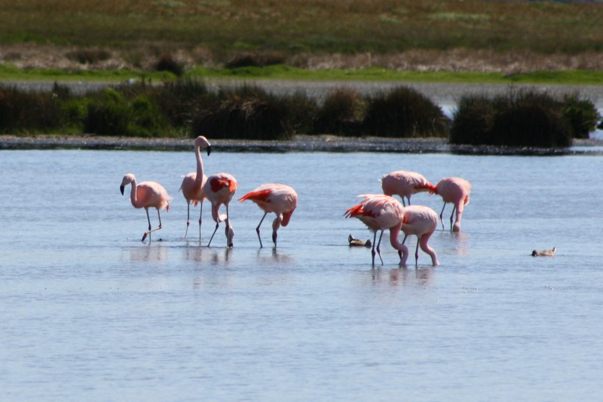 flamencoes en la reserva nimez calafate