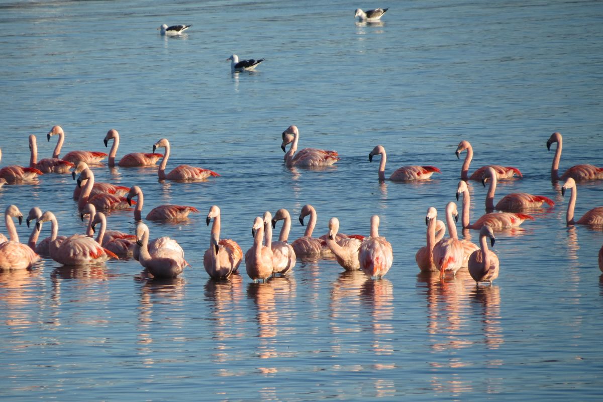 flamencos en la laguna nimez