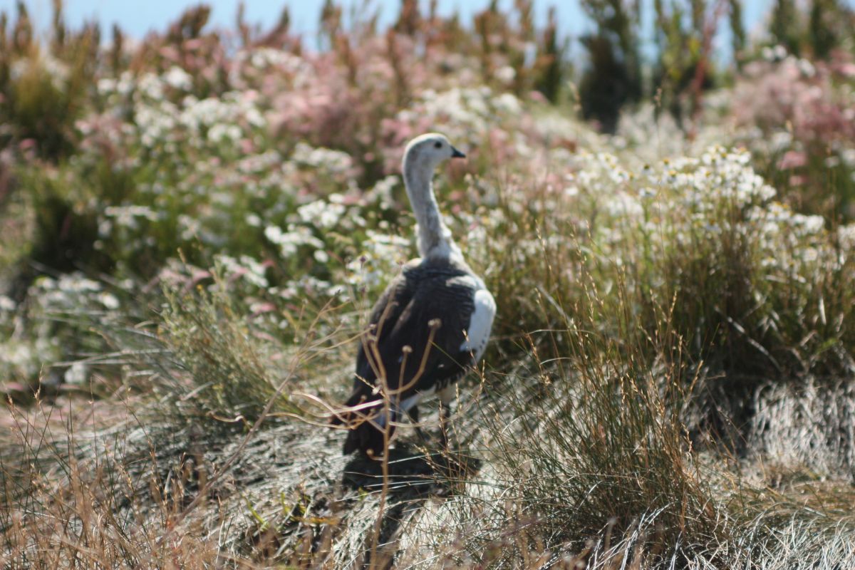 fauna en nimez